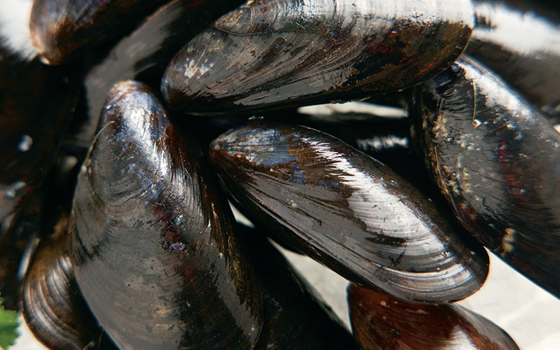 Sustainable Catch Seafood Rastelli Foods Group